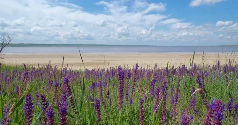 Many flowers in the fields Stock Footage 162808952