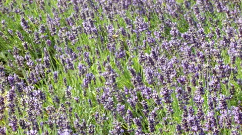 Many flowers on the meadow Stock-Footage 54216501