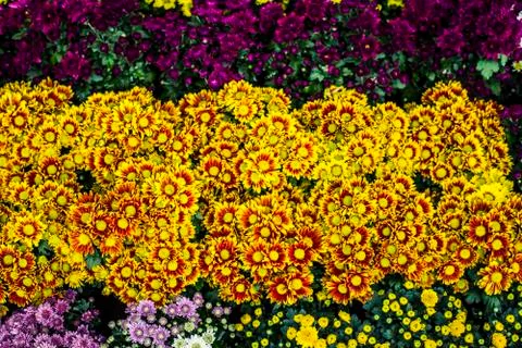 Many flowers in a pattern Stock Photos