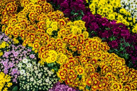 Many flowers in a pattern Stock Photos
