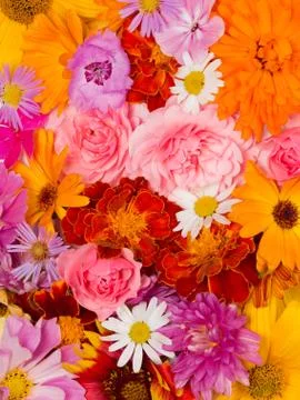 Many flowers Stock Photos
