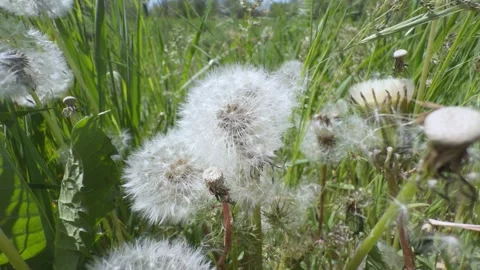 Many fluffy dandelions swaying in the wind among green mixed grasses on a m.. Stock Footage 334655774