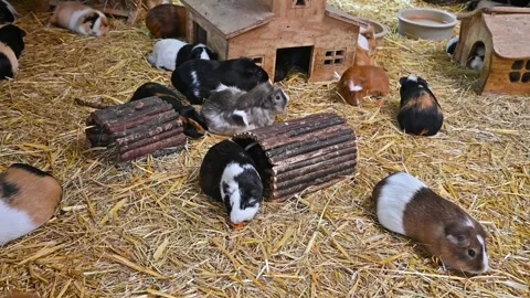 Many fluffy guinea pigs on a straw mat eating and washing themselves Stockbeeldmateriaal 300159765
