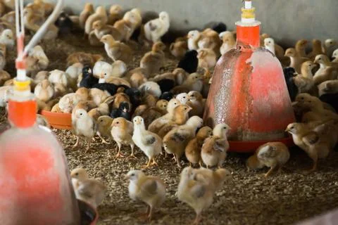 Many fluffy small multicolored chicks Stockfoto's