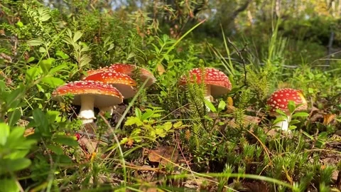 Many of Fly agaric Stock Footage 250599521
