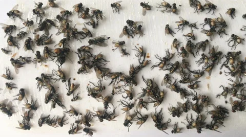 Many of fly insect stuck on glue traps.uhd 4k 3840x2160. Stock Footage 65383897