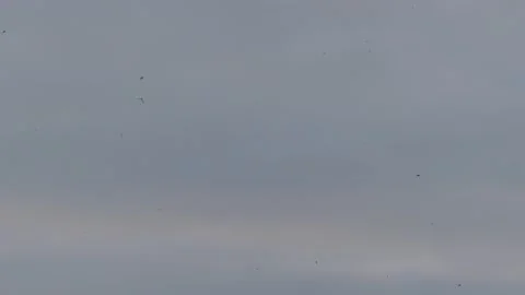 Many flying barn swallows (01) grey sky before sunrise Stock Footage 139339054