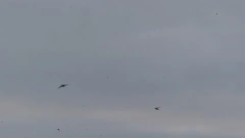 Many flying barn swallows (02) grey sky before sunrise Stock Footage 139339093