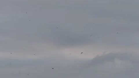 Many flying barn swallows (03) grey sky before sunrise Stock Footage 139341552