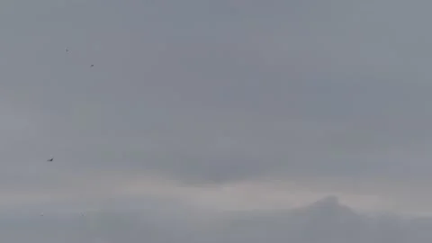 Many flying barn swallows (04) grey sky before sunrise Stock Footage 139341632