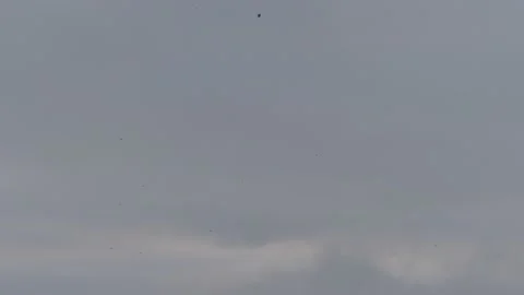 Many flying barn swallows (05) grey sky before sunrise Stock Footage 139343764