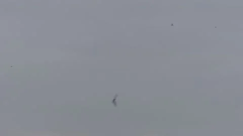 Many flying barn swallows (06) grey sky before sunrise Stock Footage 139346956