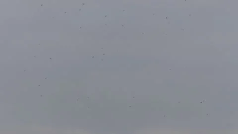 Many flying barn swallows (07) grey sky before sunrise Stock Footage 139346983