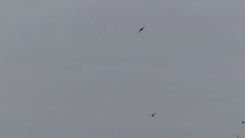 Many flying barn swallows (08) and some flocks cranes - grey sky before sunrise Stock Footage 139351327