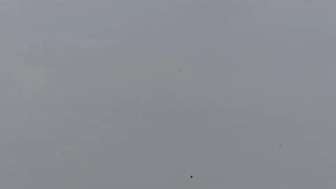 Many flying barn swallows (09) grey sky before sunrise Stock Footage 139351367