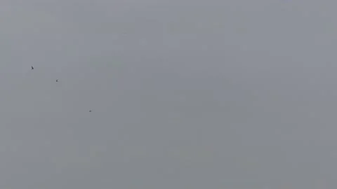 Many flying barn swallows (10) grey sky before sunrise Stock Footage 139351373