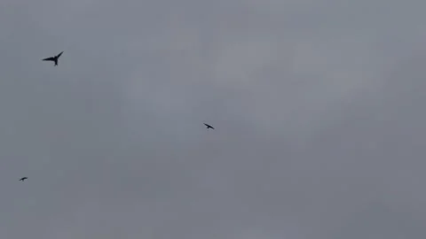 Many flying barn swallows (11) grey sky before sunrise Stock Footage 139355735