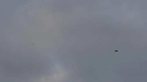 Many flying barn swallows (12) grey sky before sunrise Stock Footage 139355911