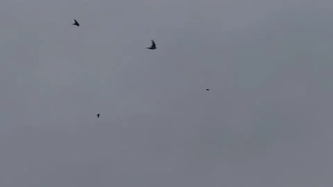 Many flying barn swallows (13) grey sky before sunrise - 4 separate video clips Stock Footage 139358673
