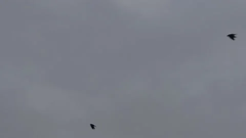 Many flying barn swallows (14) grey sky before sunrise - 3 separate video clips Stock Footage 139358715