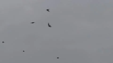 Many flying barn swallows (15) grey sky before sunrise - 2 separate video clips Stock Footage 139361779