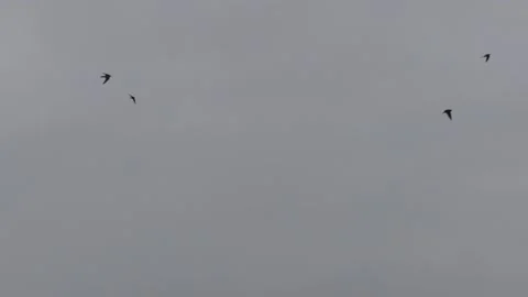 Many flying barn swallows (16) grey sky before sunrise - 2 separate video clips Stock Footage 139363496
