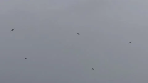 Many flying barn swallows (17) grey sky before sunrise Stock Footage 139375728