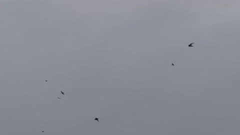 Many flying barn swallows (18) grey sky before sunrise Stock Footage 139375738