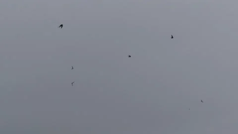 Many flying barn swallows (19) grey sky before sunrise - 2 separate video clips Stock Footage 139376541