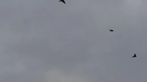 Many flying barn swallows (21) grey sky before sunrise Stock Footage 139377686
