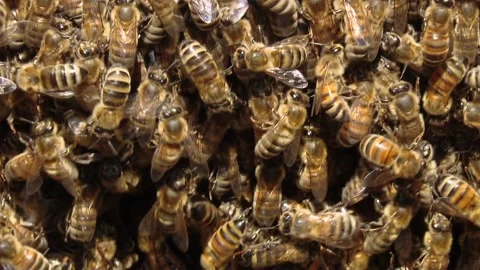 Many flying bees close-up. Video stock 103472677
