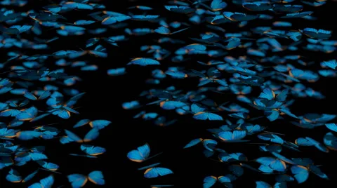 Many flying butterflies Stock Footage 54905836