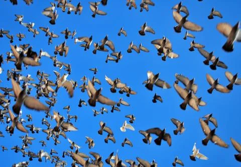 Many flying pigeons Stock Photos