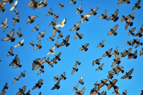 Many flying pigeons Stock Photos