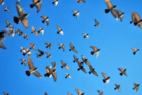 Many flying pigeons Stock Photos