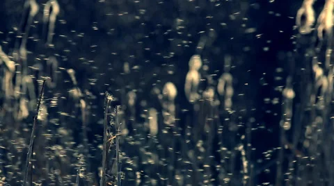 The many flying sedge fuzz. Video stock 38868241