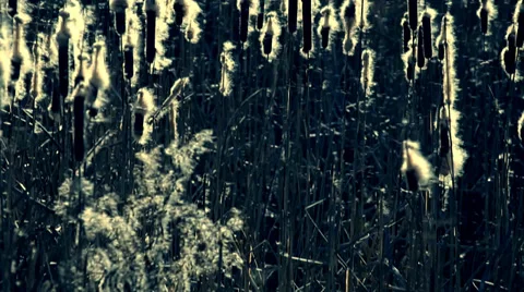 The many flying sedge fuzz. Stock Footage 38868293