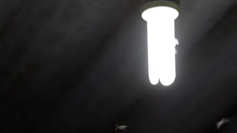 Many flying termites / moths flying closeup Video stock 79474253
