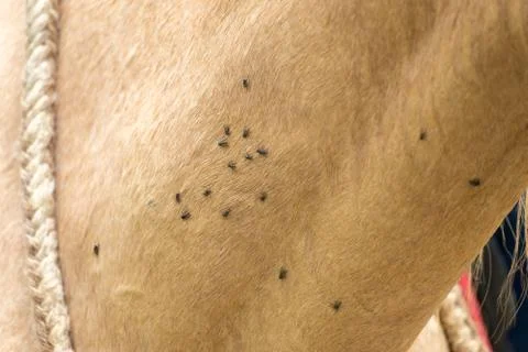 Many flys over the light brown horse Stock Photos