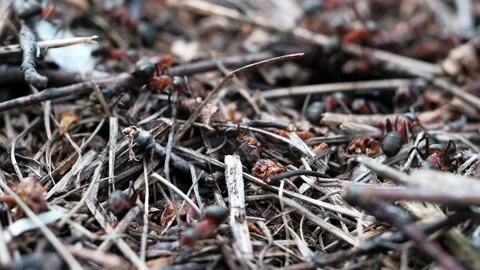 Many forest ants work to build an ant hill. Close-up. 動画素材 130556010