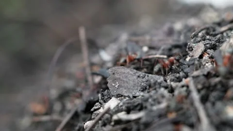 Many forest ants work to build an ant hill. Close-up. Stock-Footage 130556242