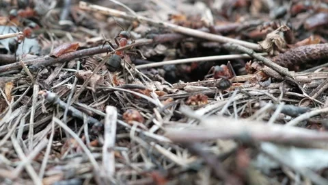 Many forest ants work to build an ant hill. Close-up. Stock Footage 130556366