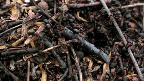 Many forest ants work to build an ant hill. Close-up. Video stock 130556665