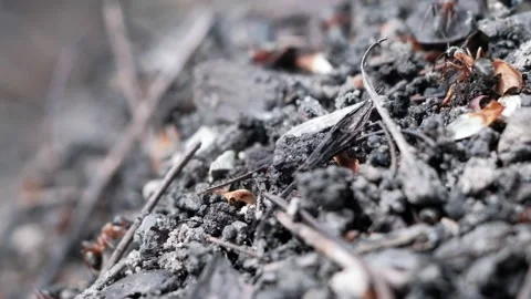 Many forest ants work to build an ant hill. Close-up. 動画素材 130556935