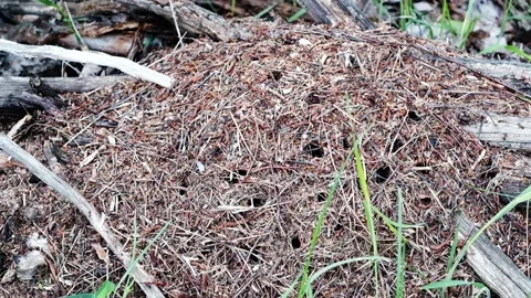Many forest ants work to build an ant hill. Close-up. Stock-Footage 130557763
