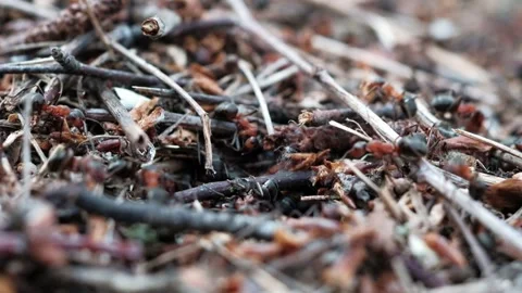 Many forest ants work to build an ant hill. Close-up. 스톡 동영상 130557894