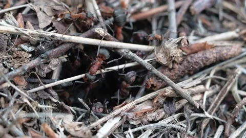 Many forest ants work to build an ant hill. Close-up. 스톡 동영상 130558052