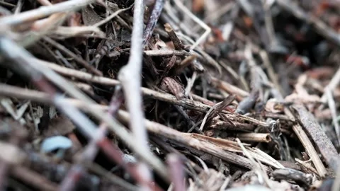 Many forest ants work to build an ant hill. Close-up. 動画素材 130558248