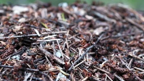 Many forest ants work to build an ant hill. Close-up. 스톡 동영상 130558423