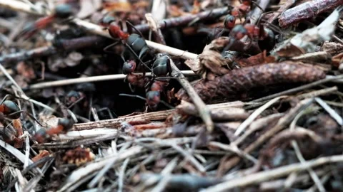 Many forest ants work to build an ant hill. Close-up. Stock Footage 130558655